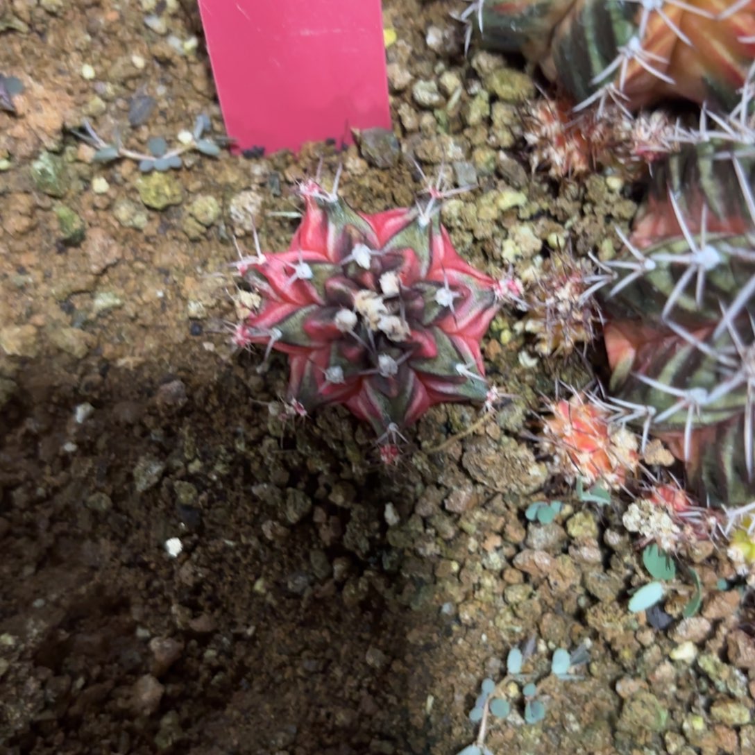 272-1209泰国发货多肉