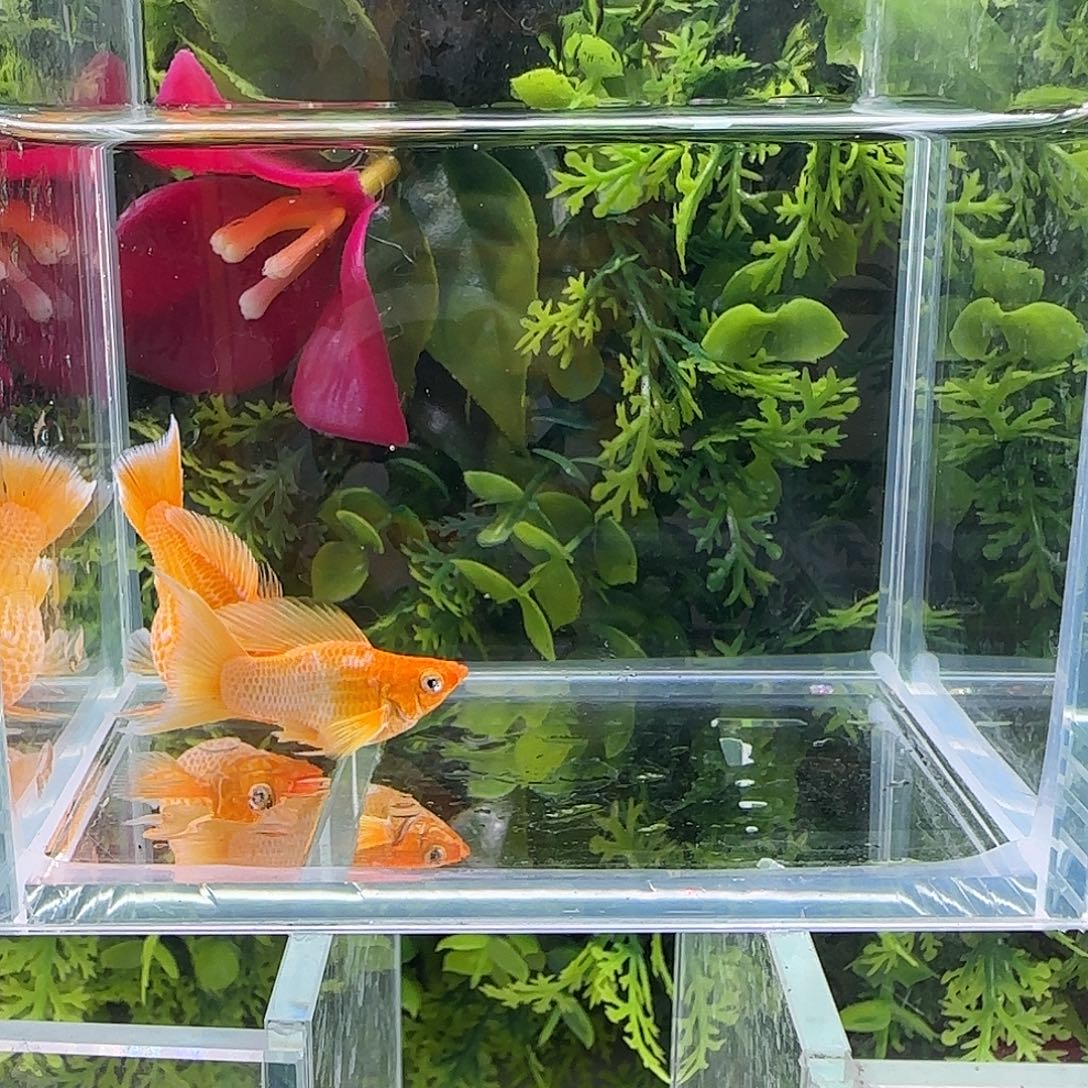 孔雀鱼钻石玛丽黄金一对