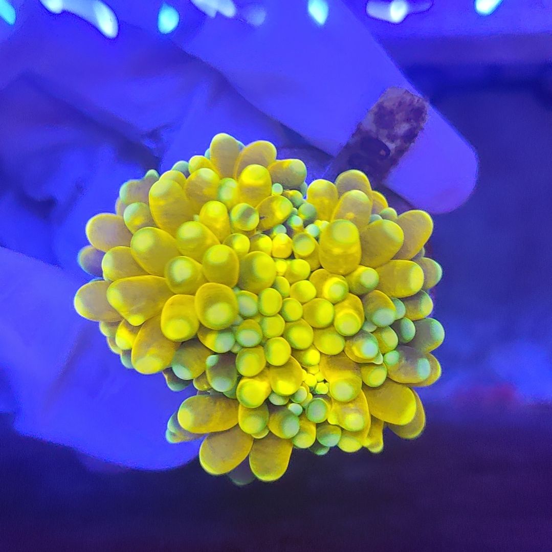 智海珊瑚馆竞拍链接