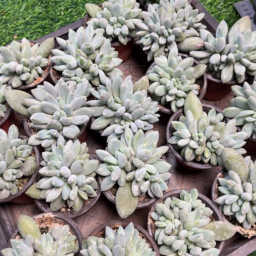 胖体哥特5头起，售后范围：签收起7天内