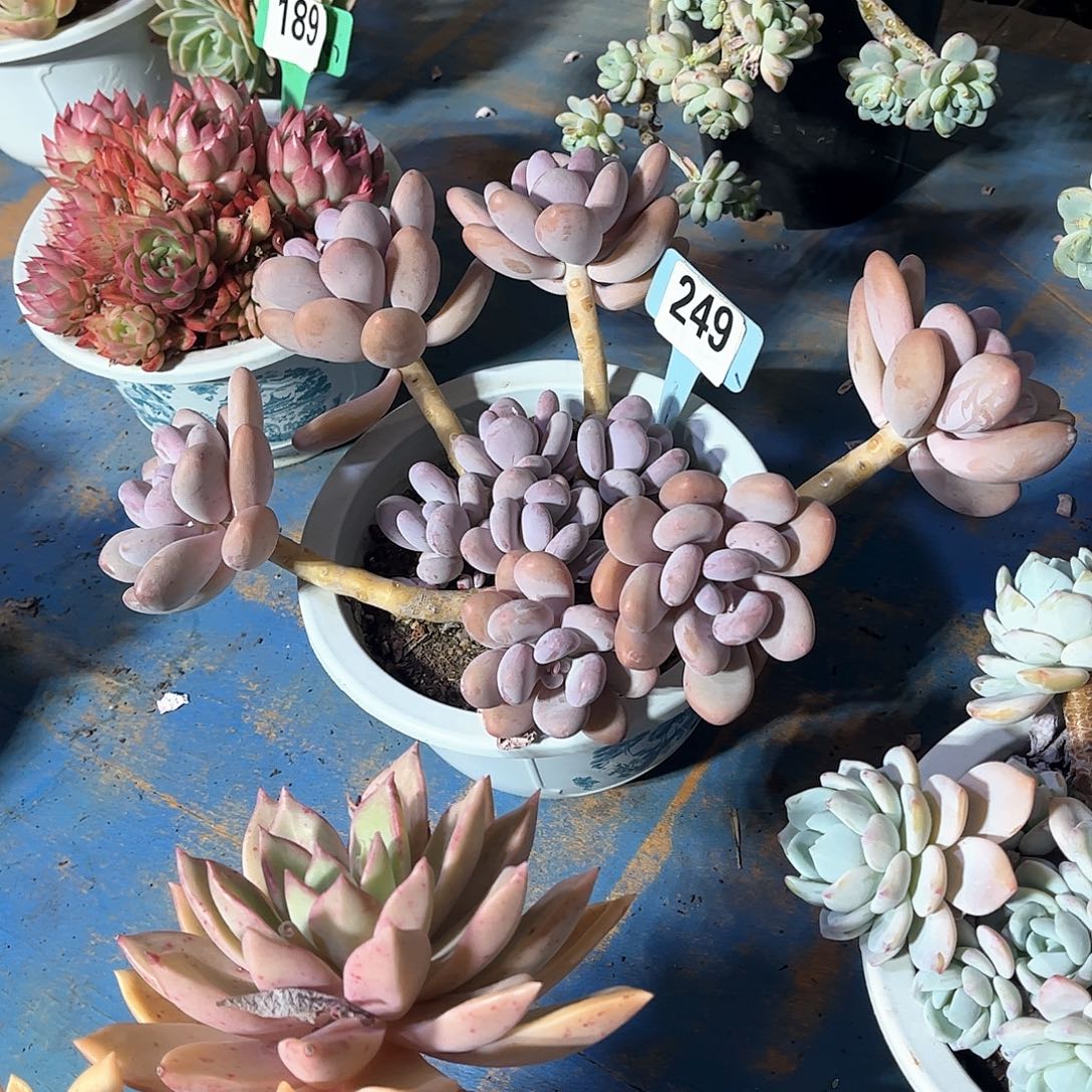 佛*桃美人多肉植物249