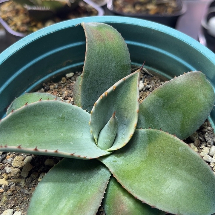 P****a鲸鱼舌龙舌兰植物