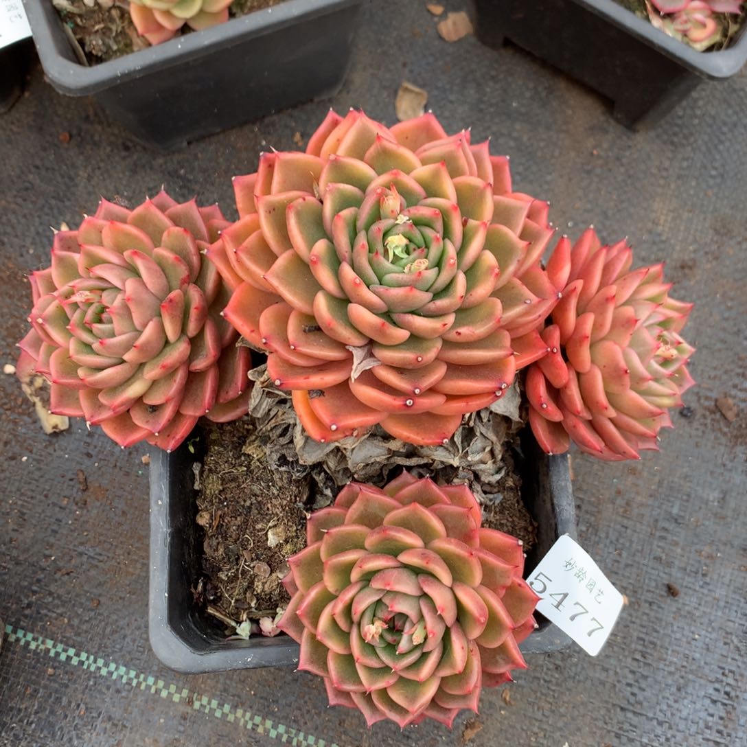 5477杂交精品基地18厘米