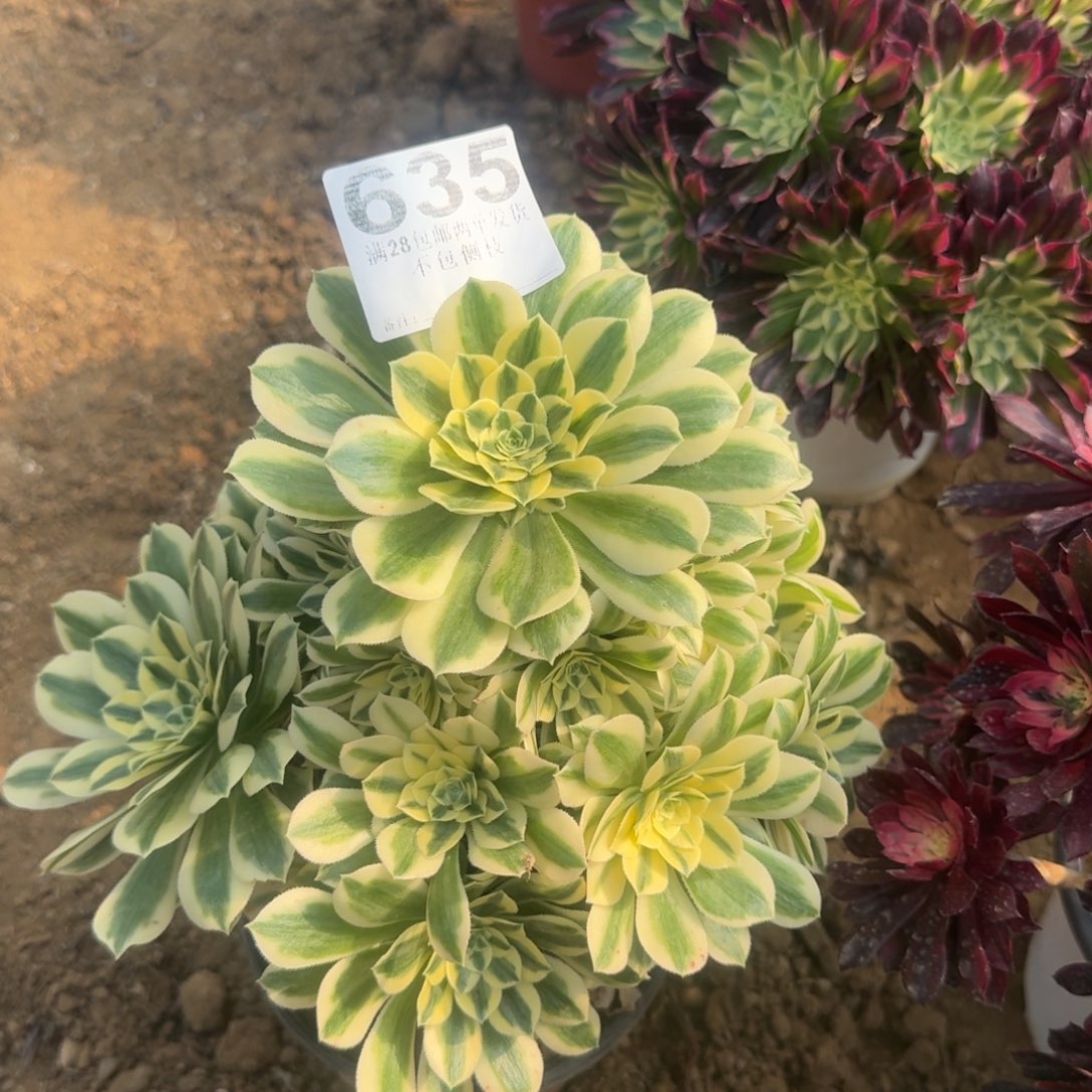 635号迈   福利 不包 损