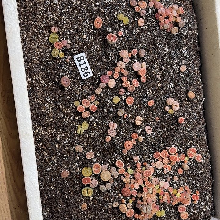 186生石花整框脱土发货不售后