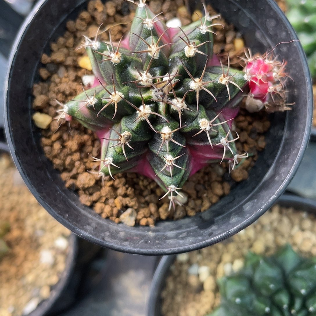 1-131泡泡糖4.1厘米