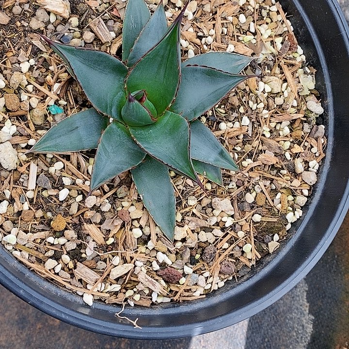 多肉植物龙蛇兰植物