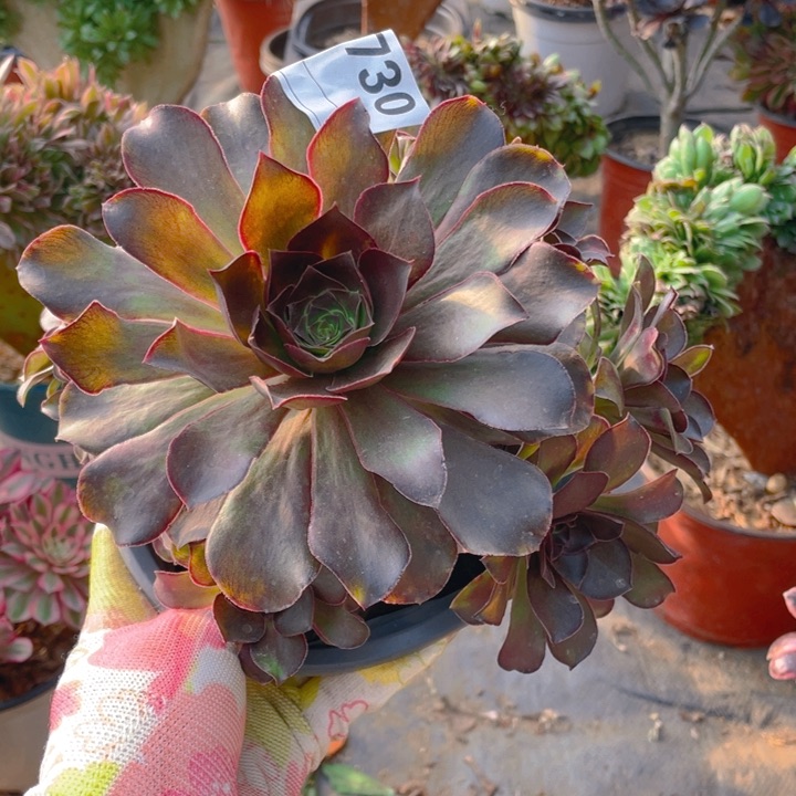 多肉魅金玫瑰法师730