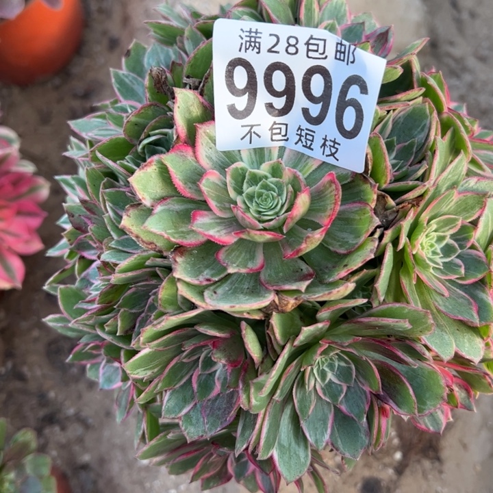 朵***马万话筒多肉植物法师9996