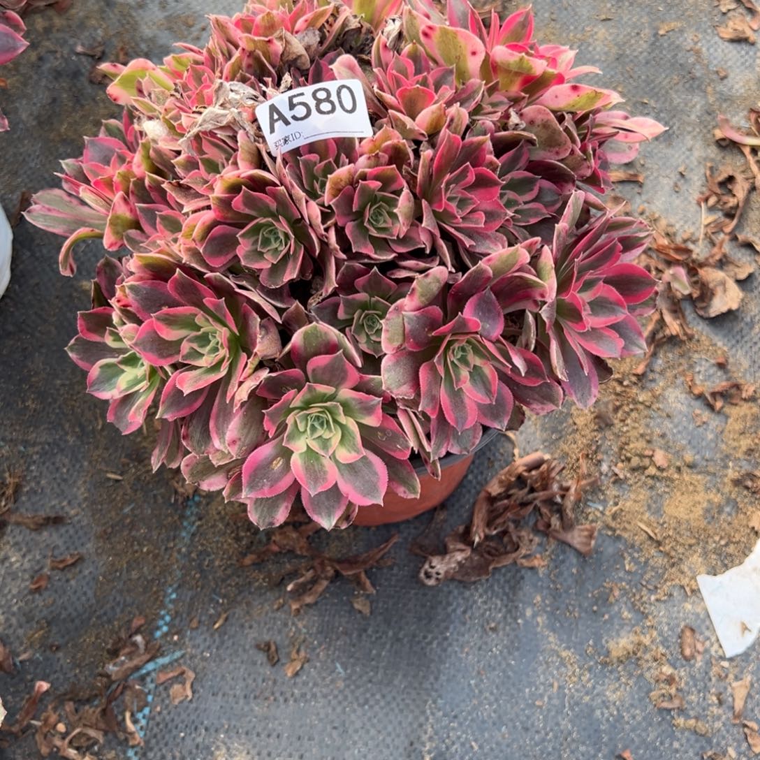 580妖月多肉植物法师多肉