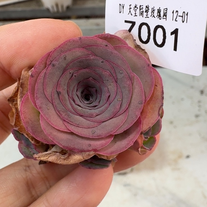 朱001. 绝色一号群。福利