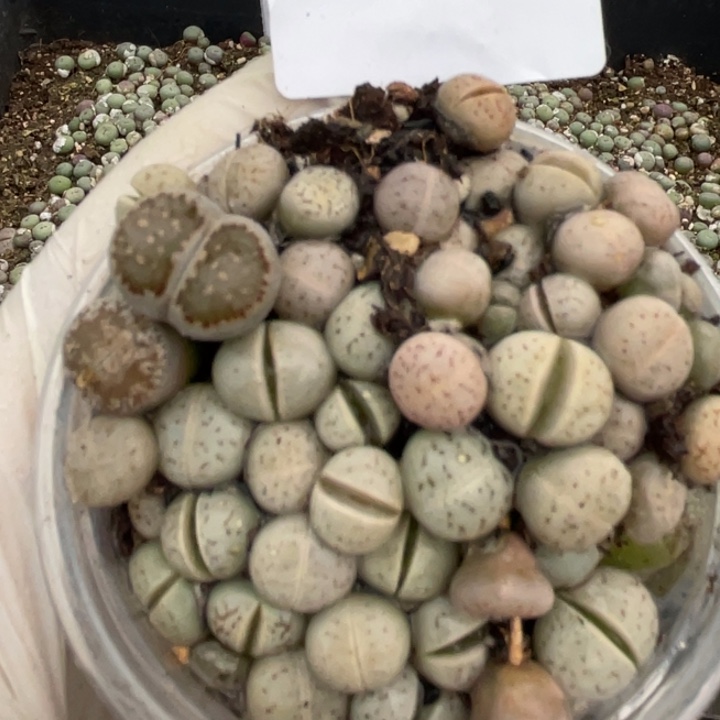 751大白灵耀玉llllllll