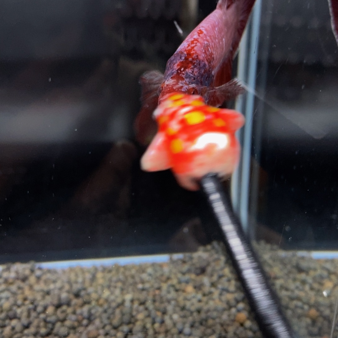 热带鱼公487巨斗