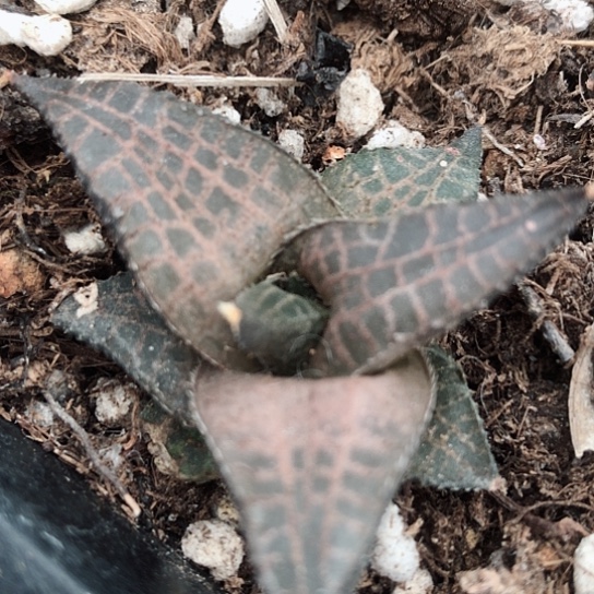 龙鳞多肉多多肉多119