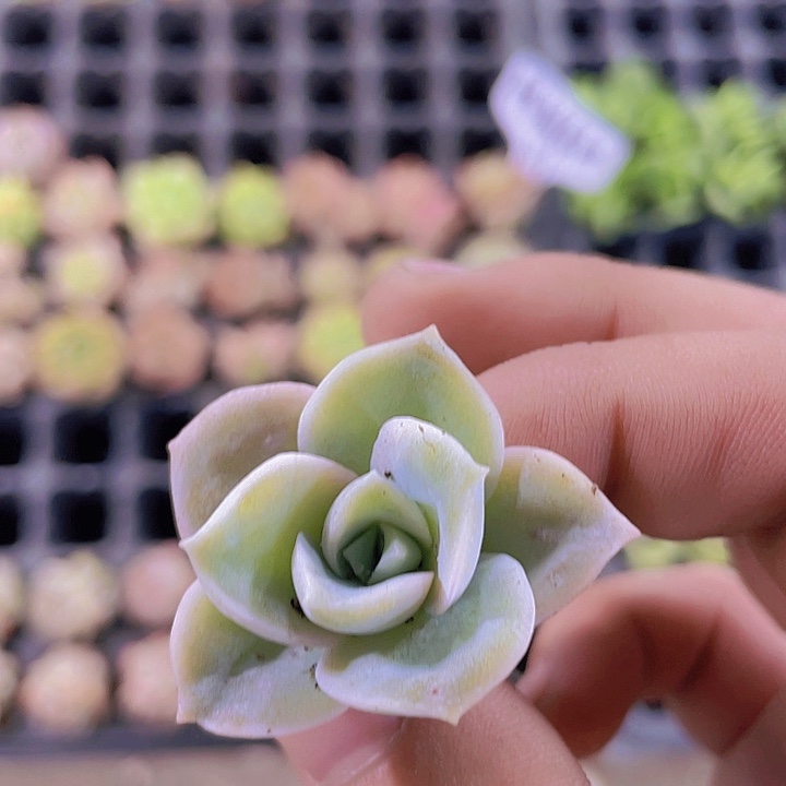 可爱玫瑰【满10颗包邮】