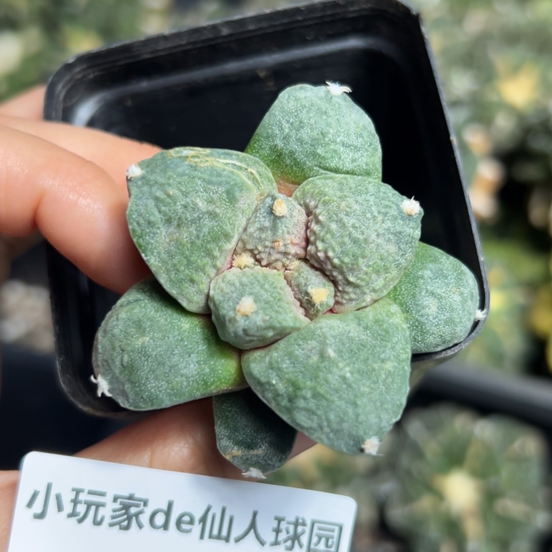 337脱土带根发货