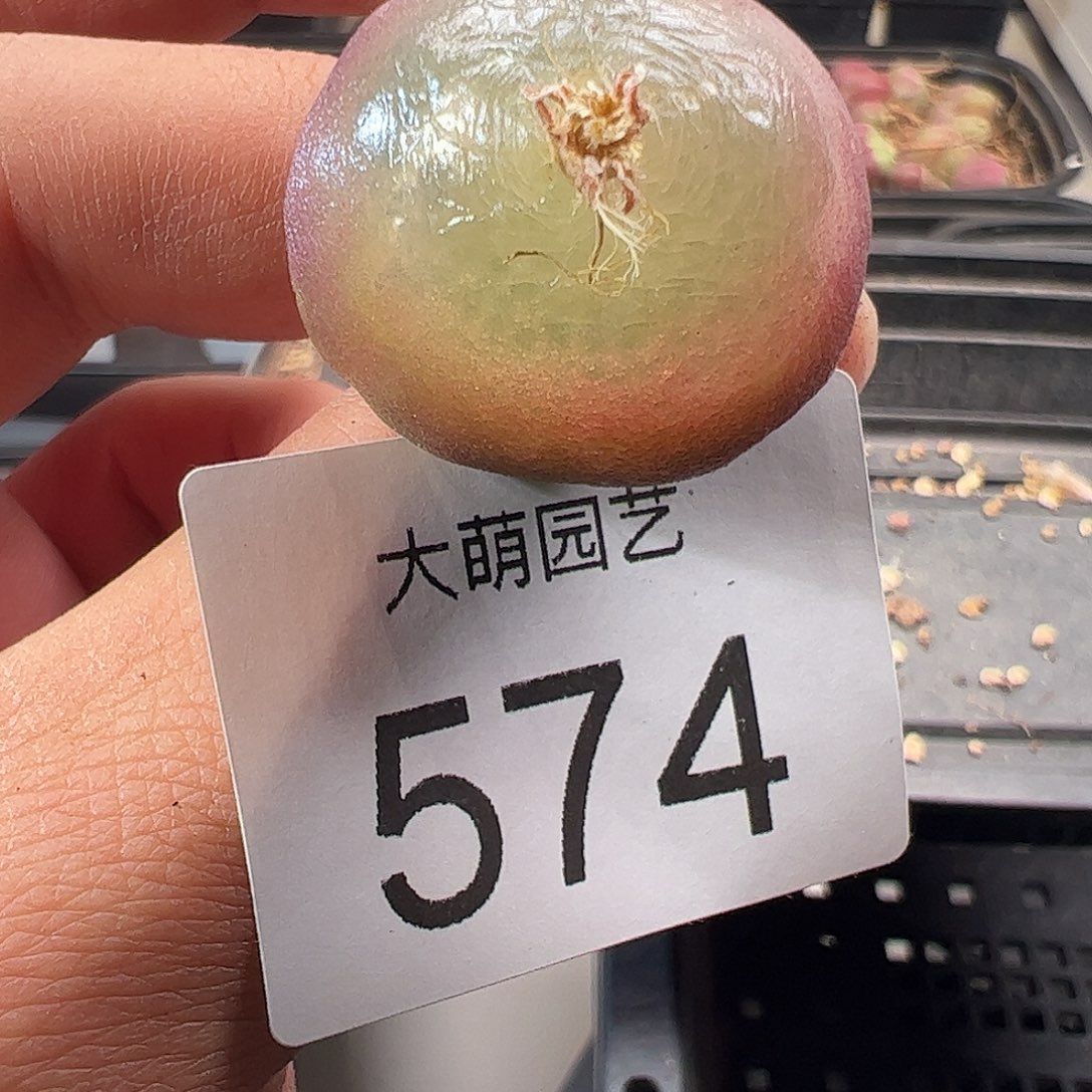 一物一拍。    574