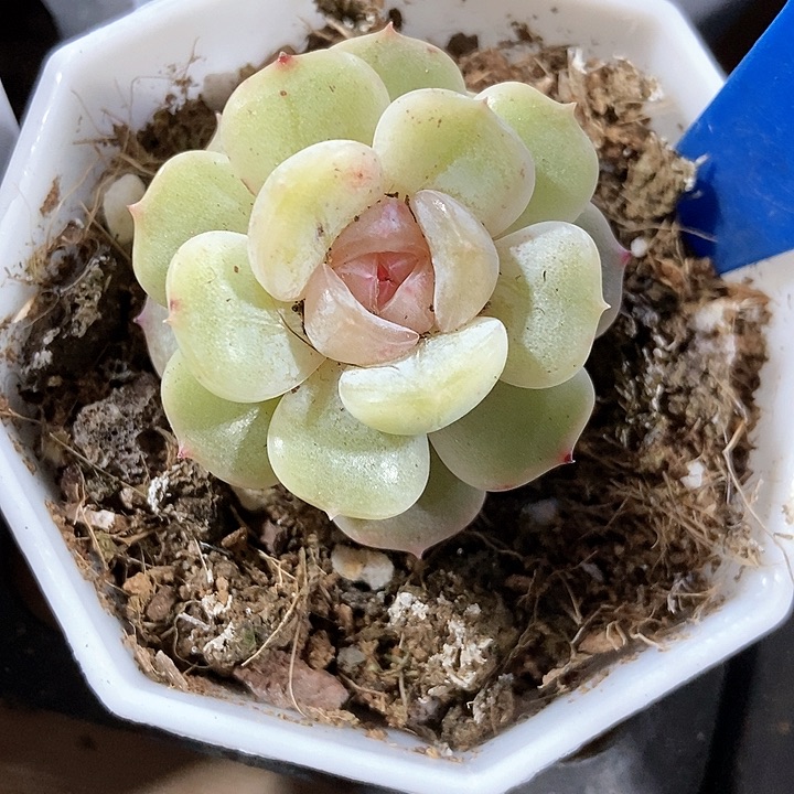 多肉植物彩恋9017