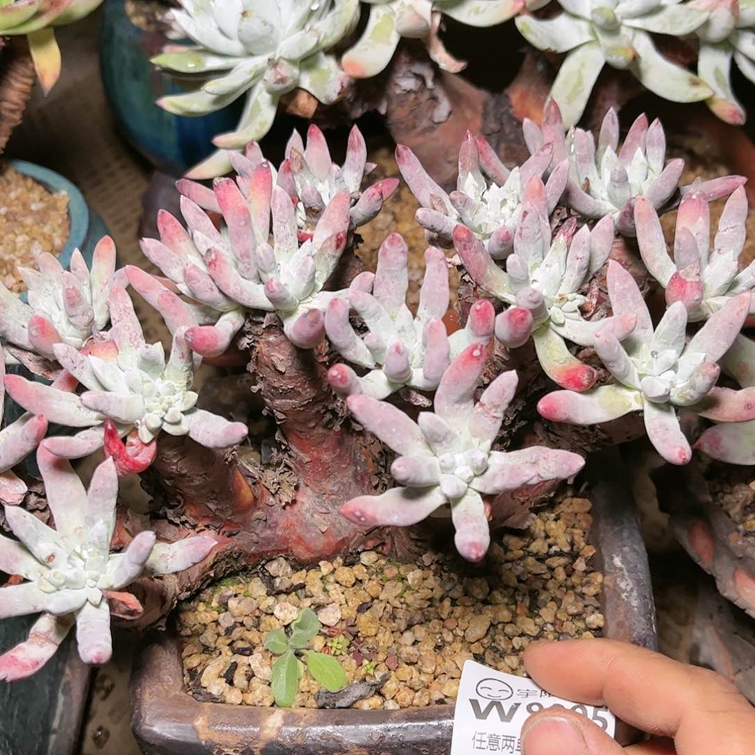 9085文森特仙女杯多肉