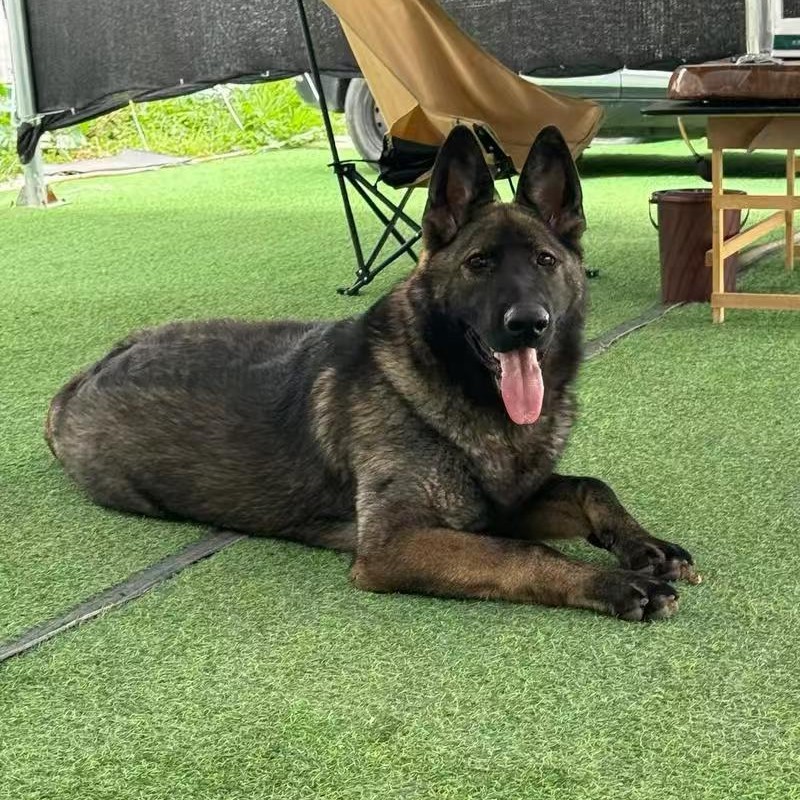 永硕犬舍♥东德牧羊犬