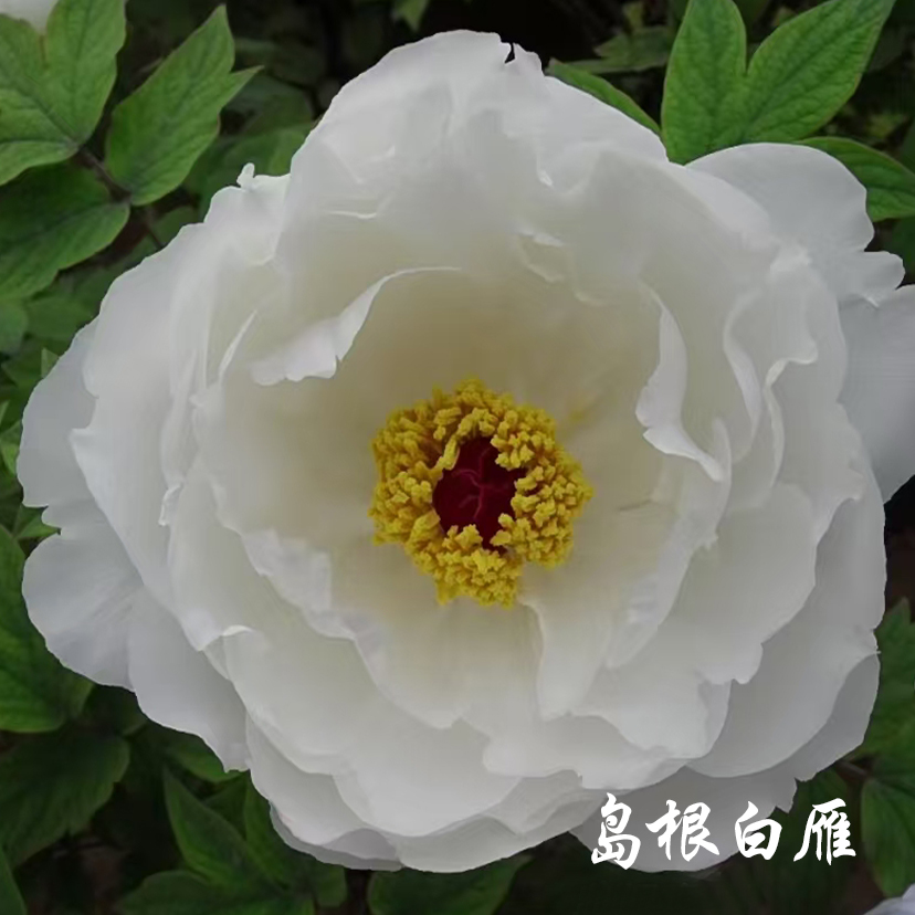 【岛根白雁】6加仑大盆— 6年苗以上（白色）进口品种盆栽牡丹