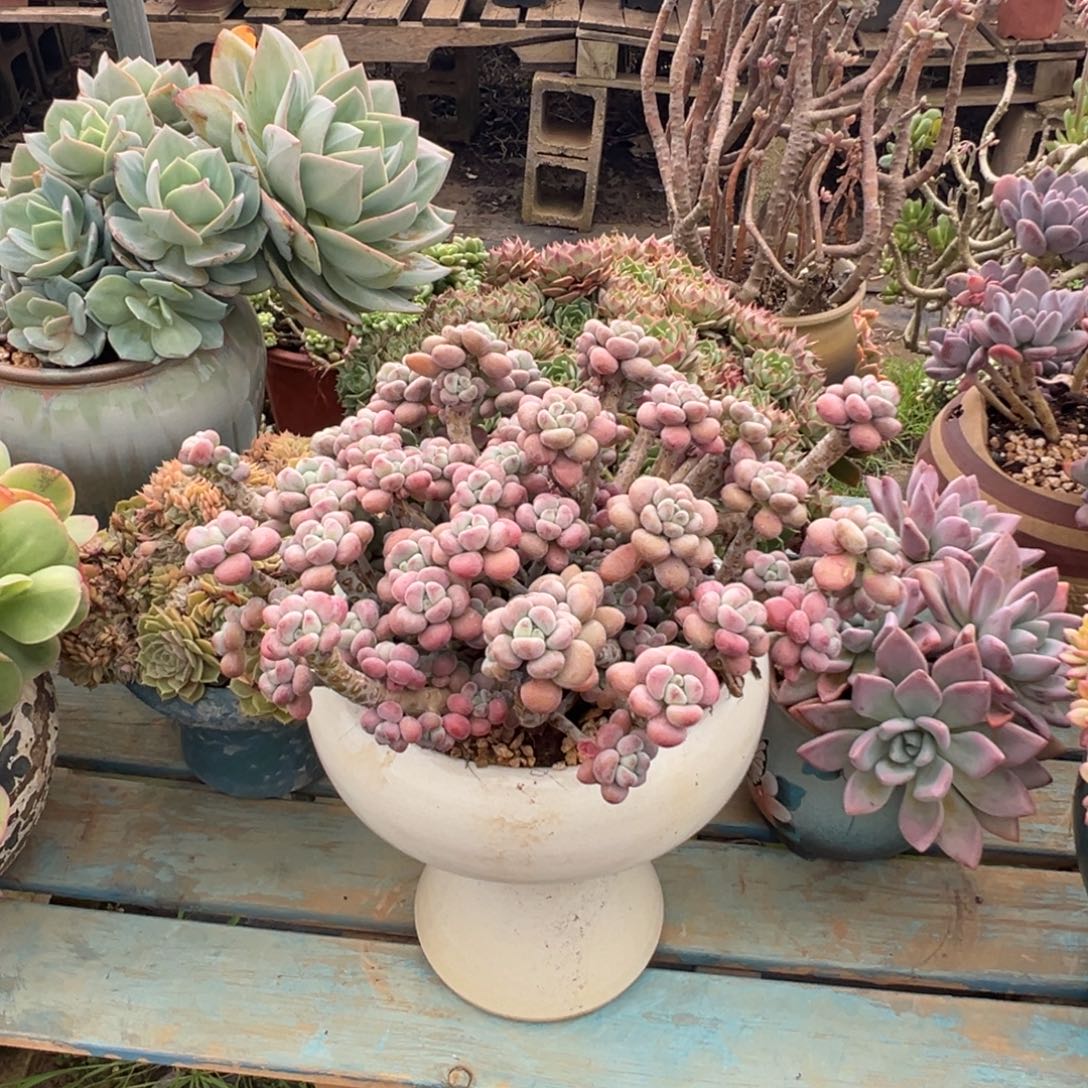 精品红洛神圆叶老桩 裸肉