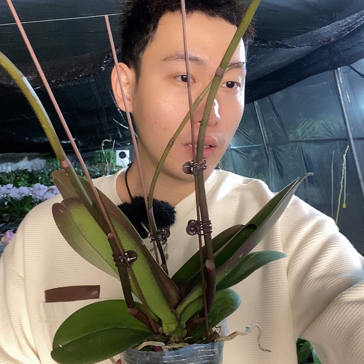 无花朵圣诞老人蝴蝶兰