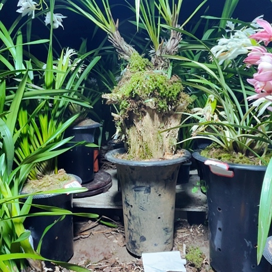 无花朵虎头兰虎头兰