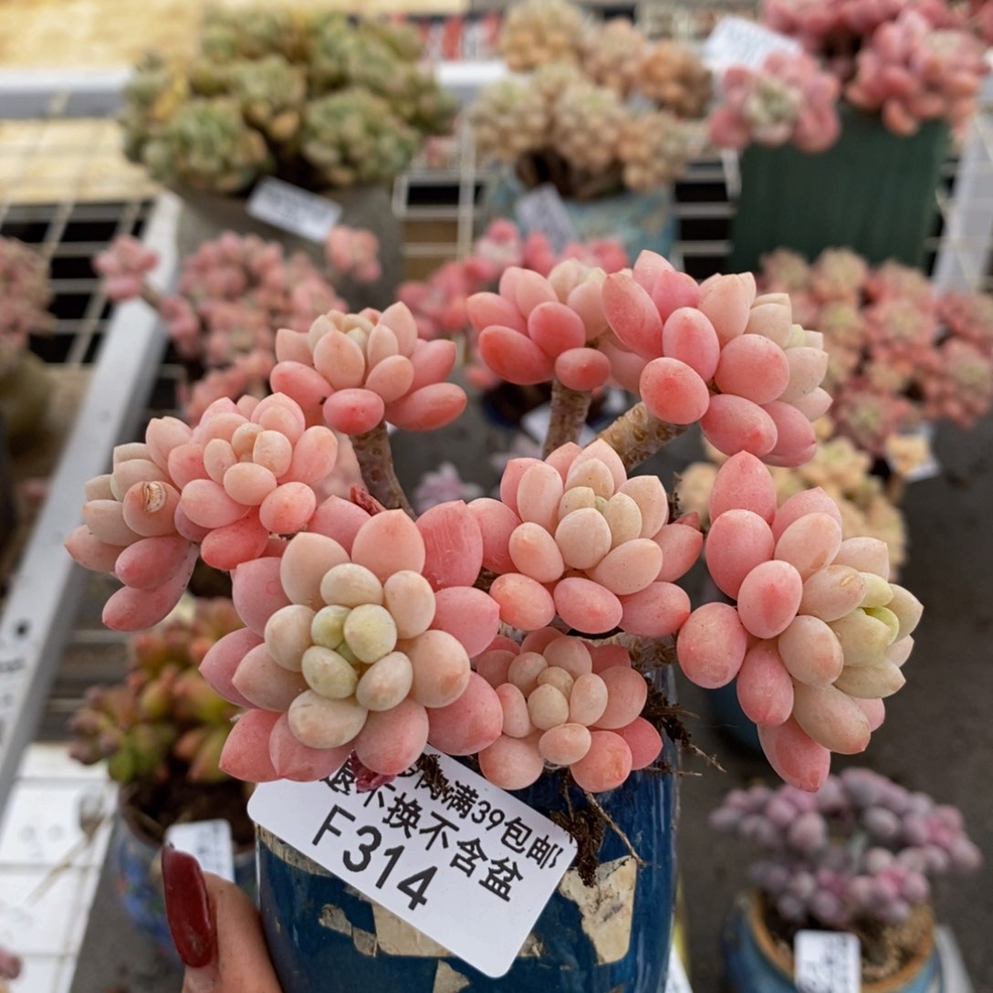 鱼子酱313/10cm有砍特