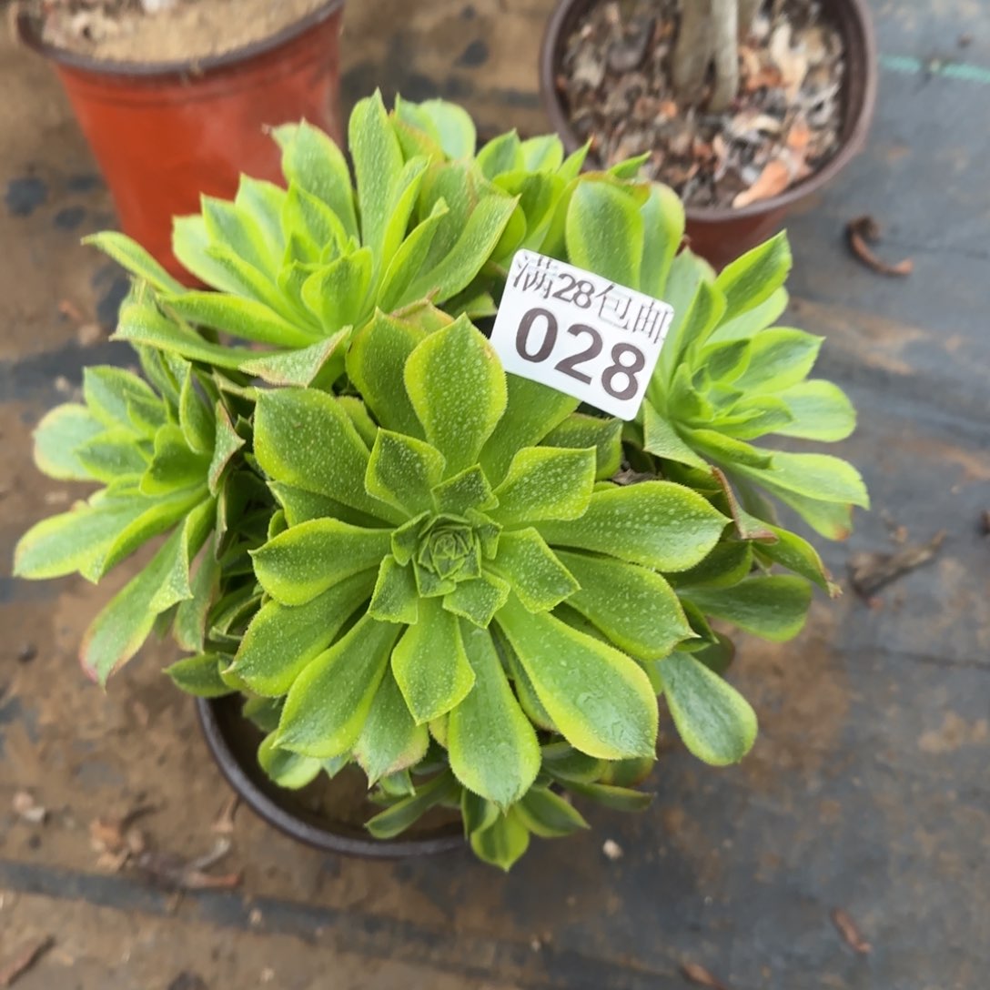 青檬多肉028满28包邮断枝不包