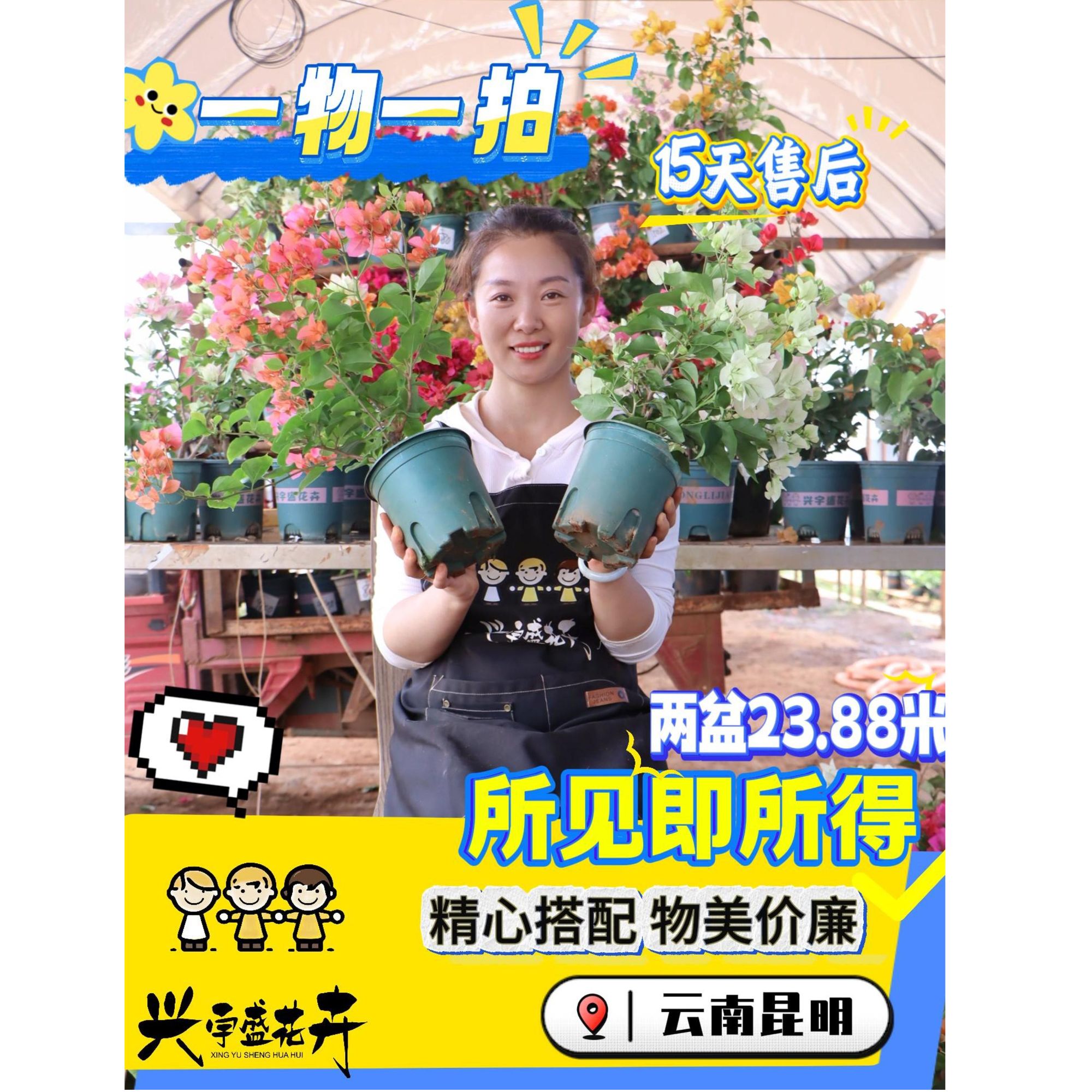 flower 【双盆组合一物一拍】室内外观赏勤花耐活带盆土三角梅