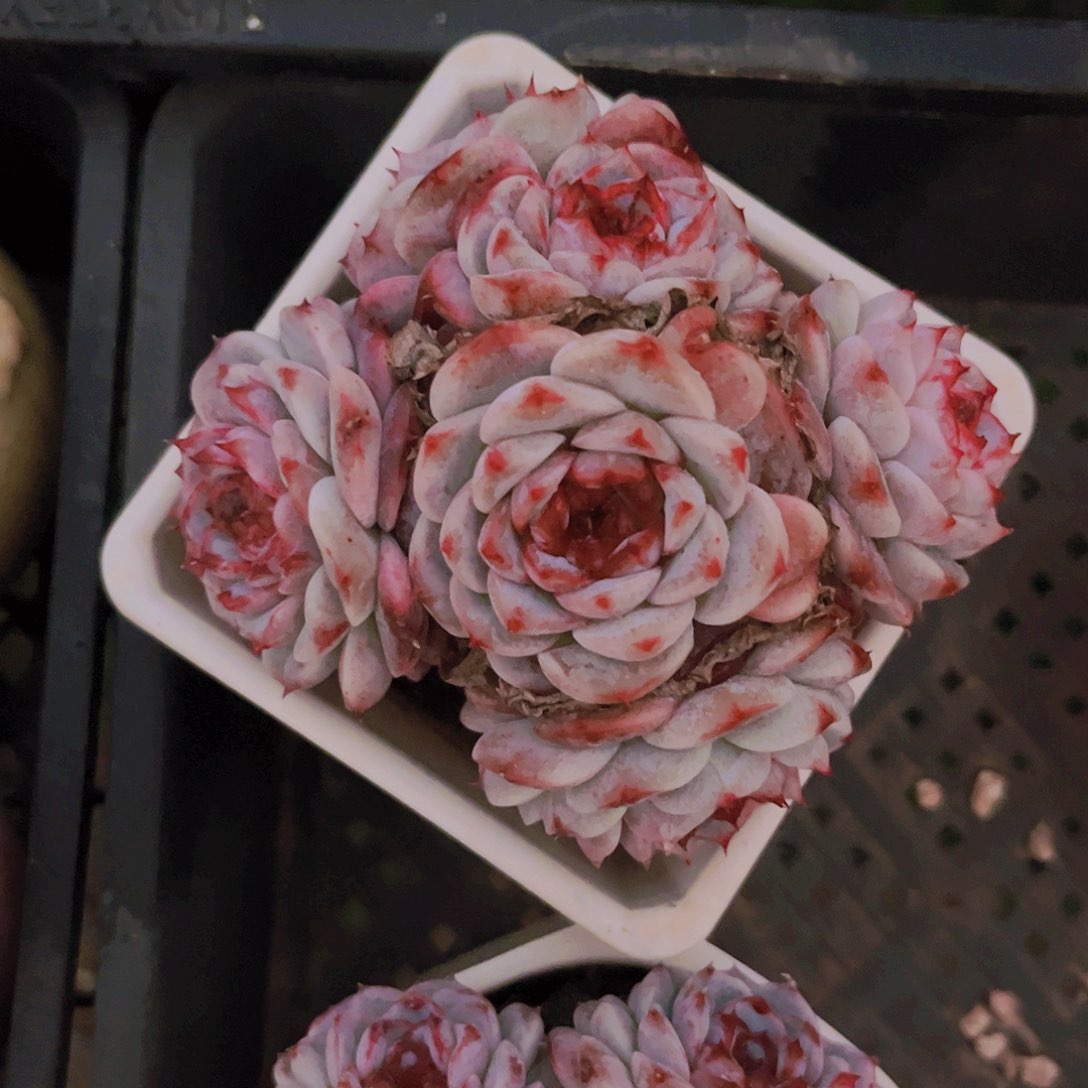 9.5公分天鹅绒9999999999