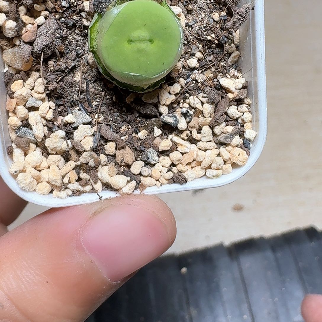 618盒多肉植物哇c v