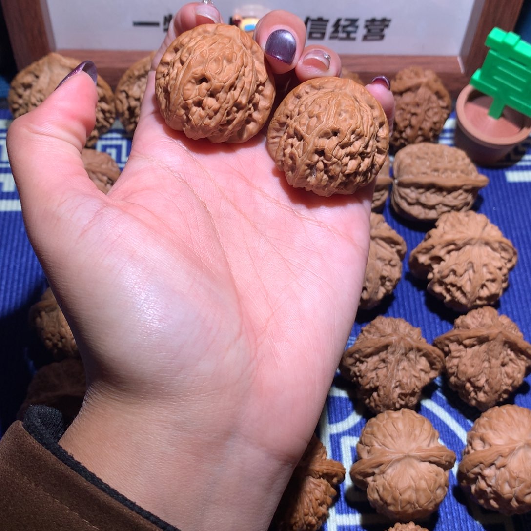 36白狮子509 11111