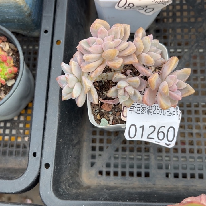 幸运儿是一位非常幸运