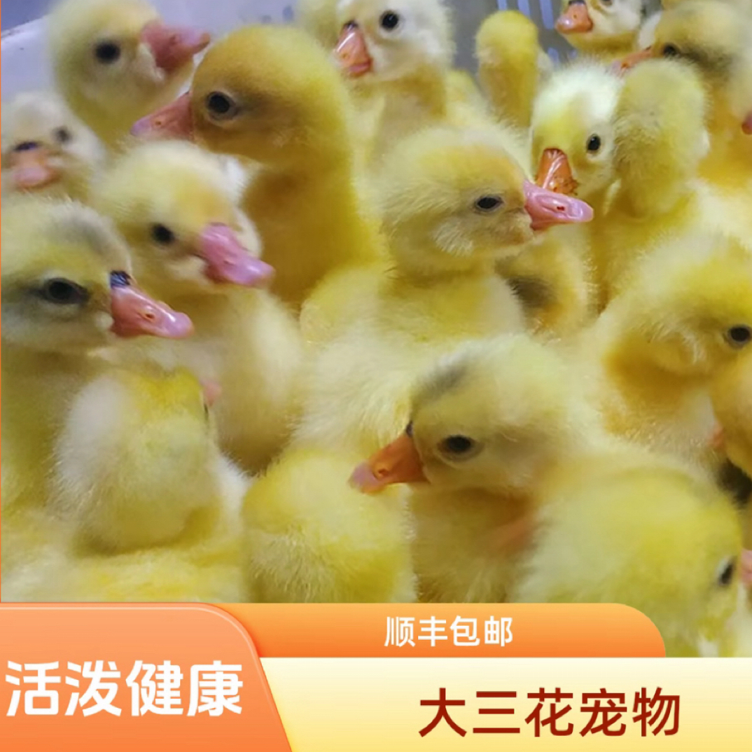 宠物鸭三花金花四季宠物顺丰包邮
