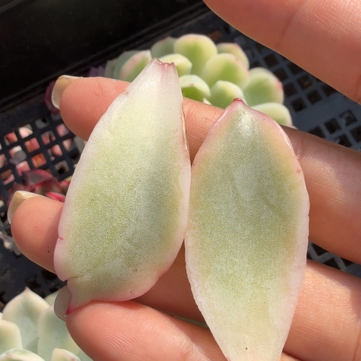 饺子皮腹轮锦一组叶片