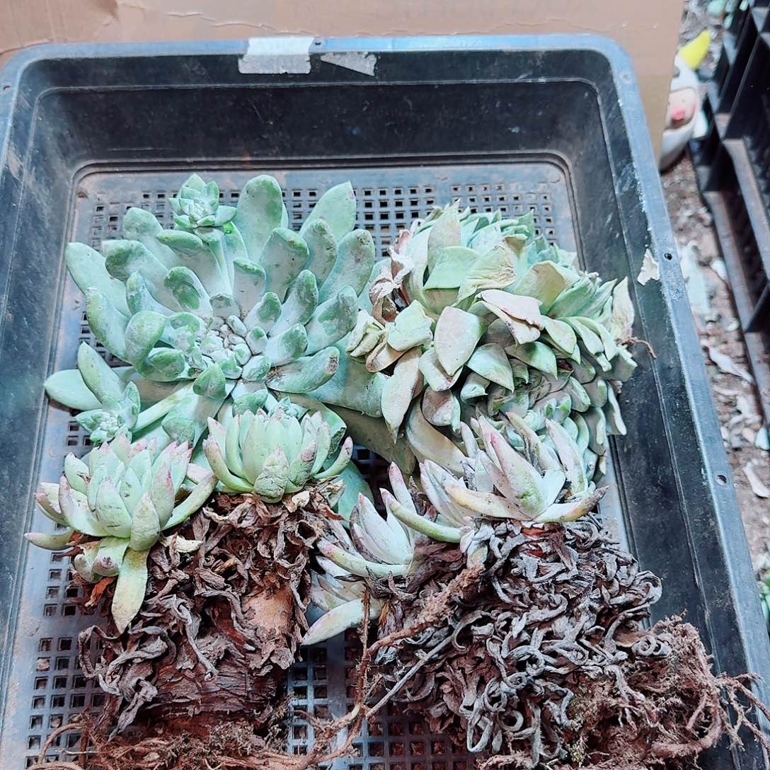 6305瑕疵框拍不售后