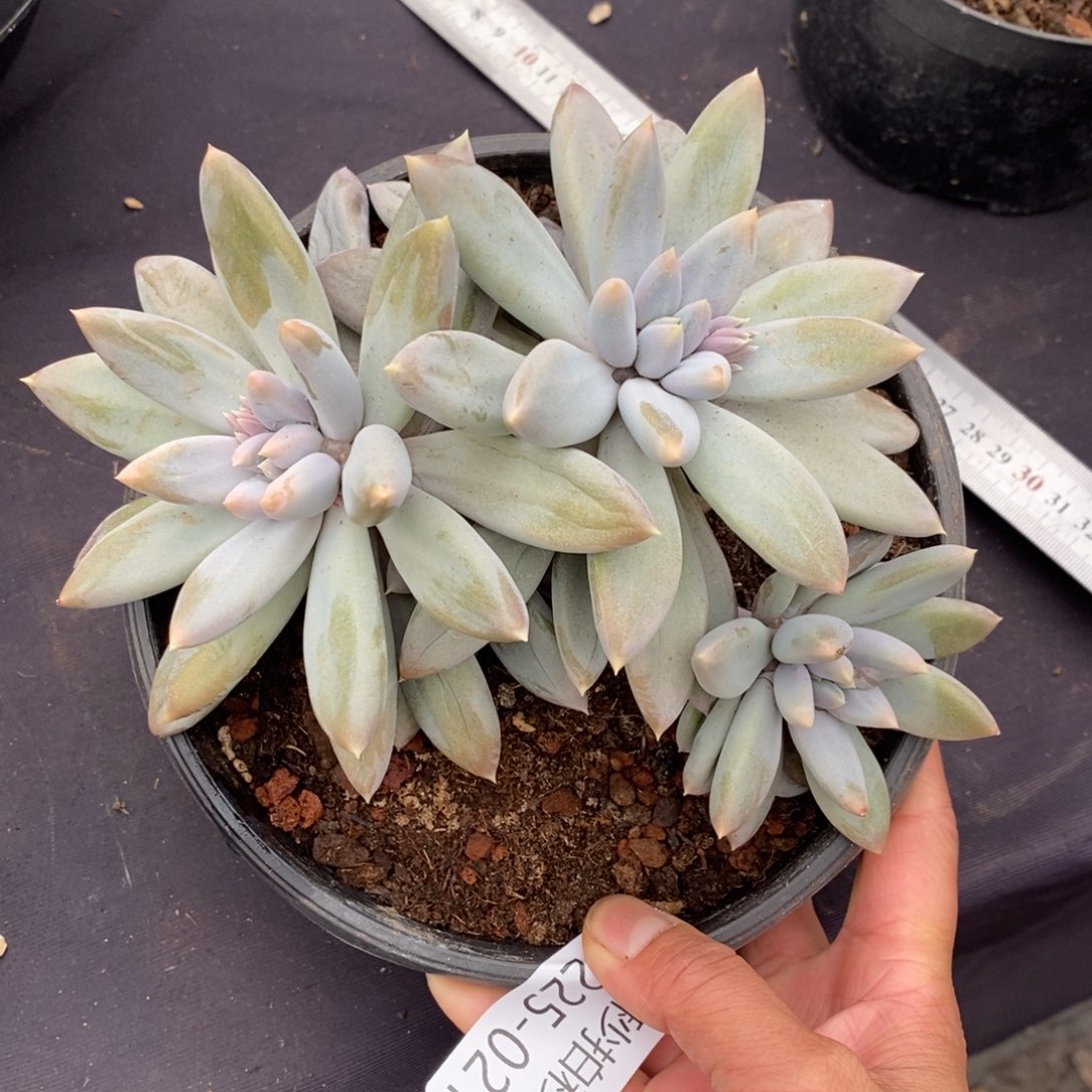 两单包邮1225-21哥特