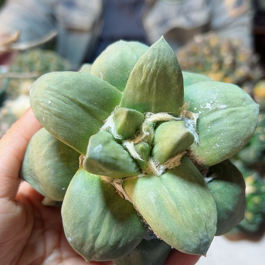 晚9号青瓷黄体锦无根10.5公分