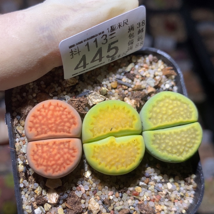 精品生石花113.445