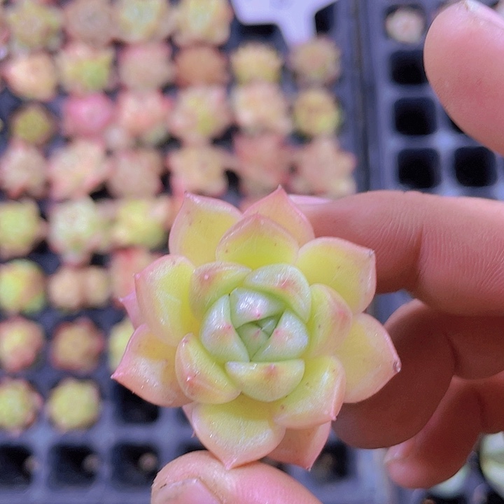 包子脸星茫【满10颗包邮】