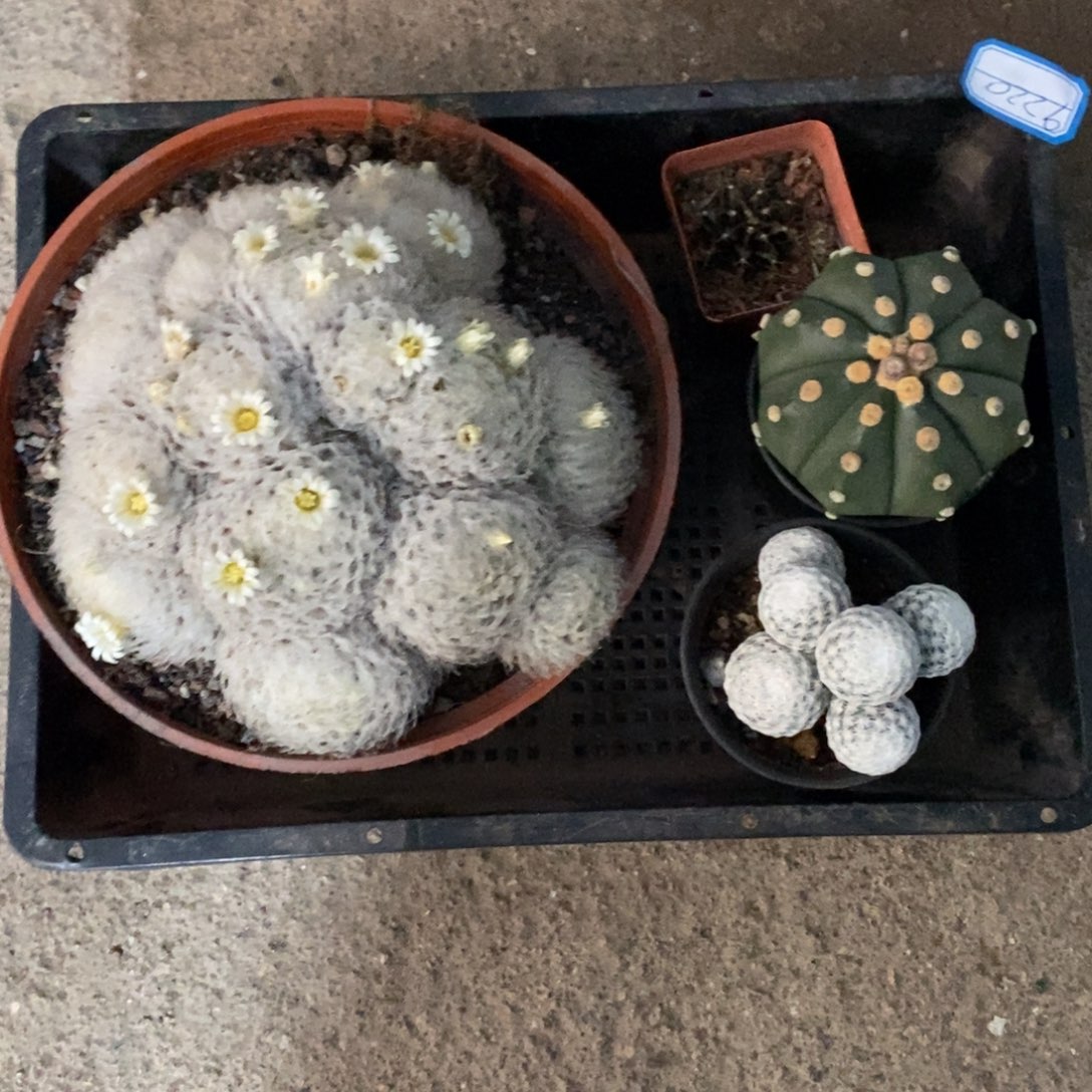 实生精品仙人球品相自观如图