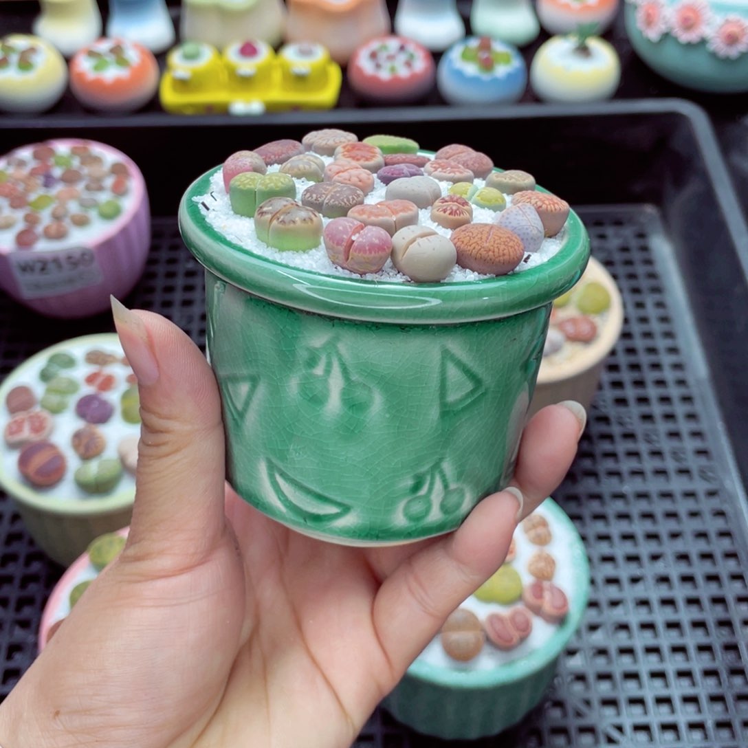 w2156 带盆土发货一物一拍