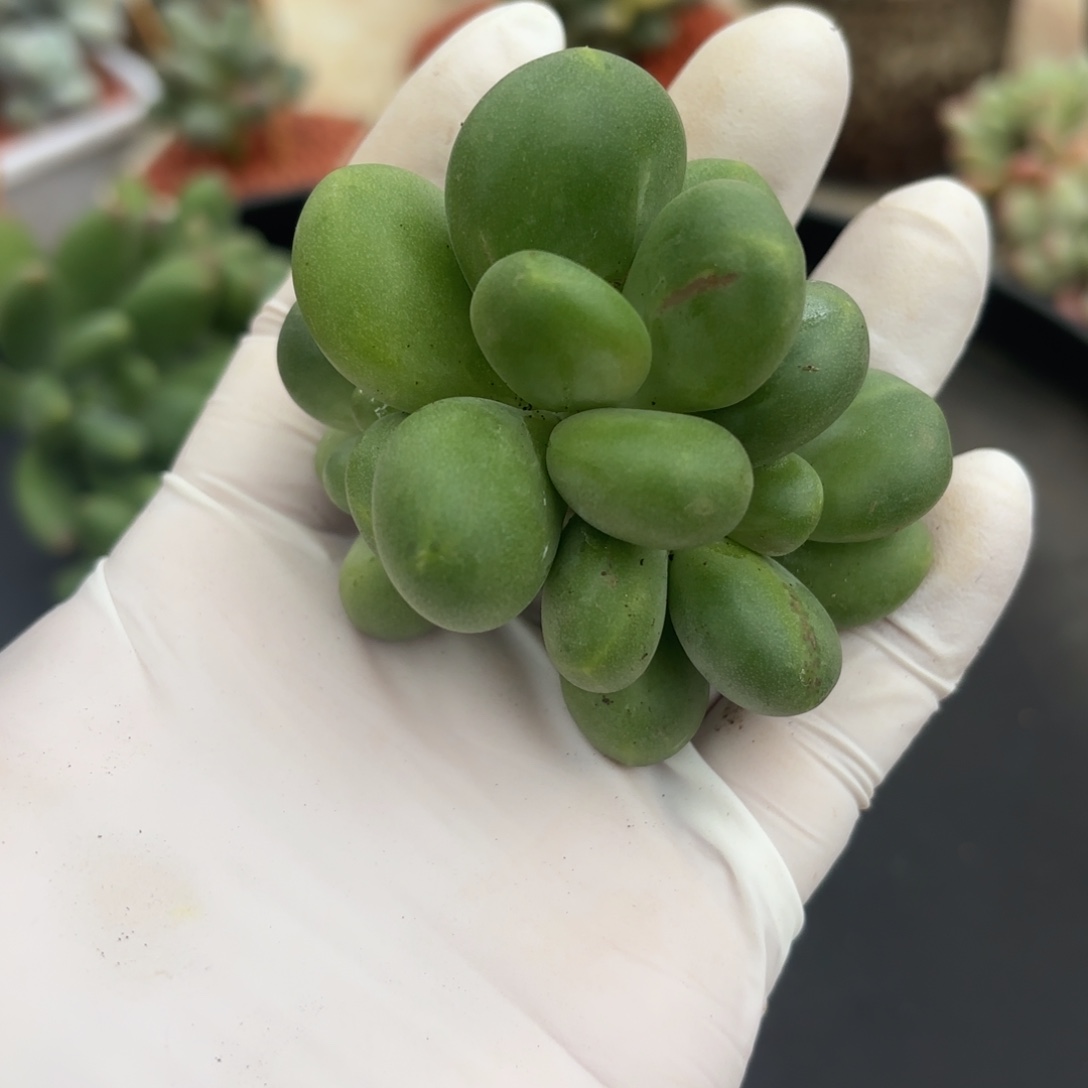 多肉植物芒果奶拉丝三头