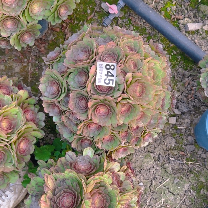 万圣节花29-51包邮花花
