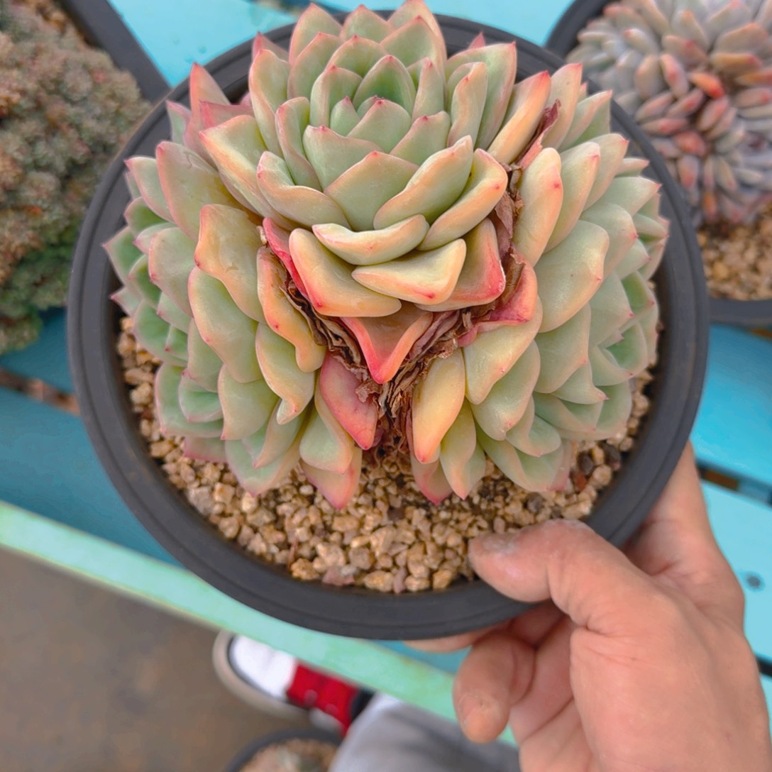 98号多肉1111111111