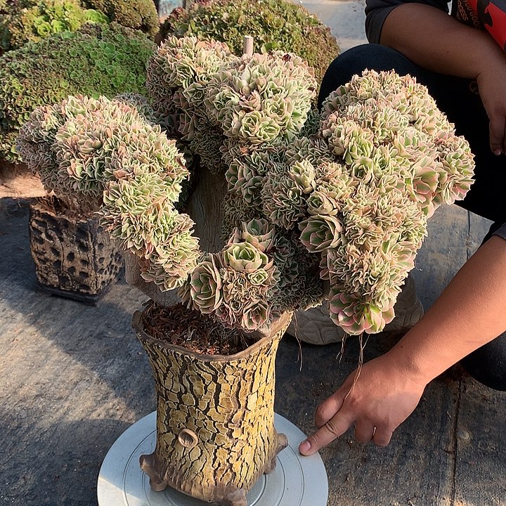 女巫朵朵 UN土发货