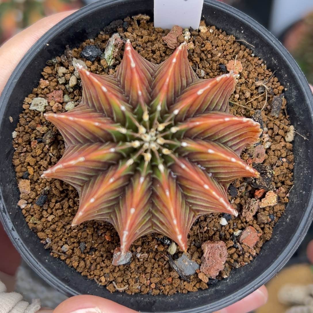 泰系实生乌贼肋骨锦A532