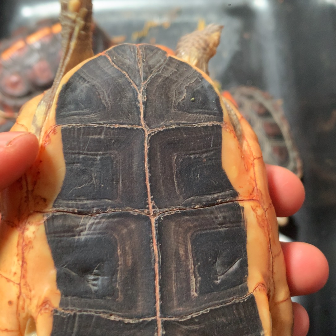 宠物龟不分公母宠物龟